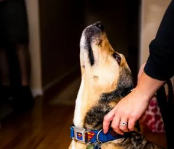 Faithful Friends Monthly Giving Program The Grey Muzzle Organization